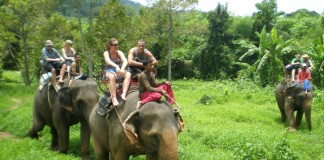 elephant rides