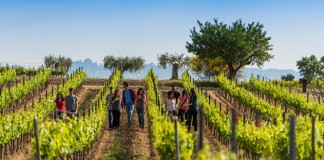 Wineyards Barcelona